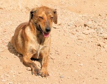 ZACCARIA, Hund, Mischlingshund in Italien - Bild 14