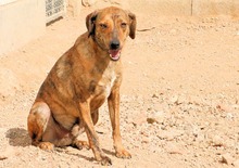 ZACCARIA, Hund, Mischlingshund in Italien - Bild 15