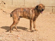 ZACCARIA, Hund, Mischlingshund in Italien - Bild 16
