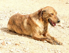 ZACCARIA, Hund, Mischlingshund in Italien - Bild 17