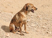 ZACCARIA, Hund, Mischlingshund in Italien - Bild 19