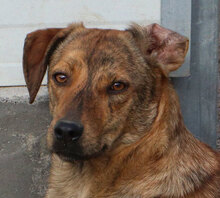 ZACCARIA, Hund, Mischlingshund in Italien - Bild 22