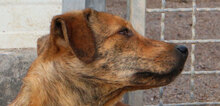 ZACCARIA, Hund, Mischlingshund in Italien - Bild 24