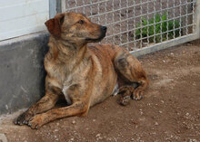 ZACCARIA, Hund, Mischlingshund in Italien - Bild 25
