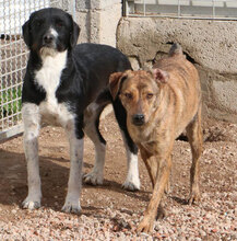 ZACCARIA, Hund, Mischlingshund in Italien - Bild 27