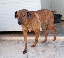 ZACCARIA, Hund, Mischlingshund in Italien - Bild 3