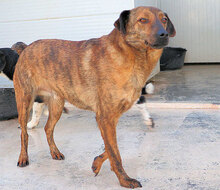 ZACCARIA, Hund, Mischlingshund in Italien - Bild 4