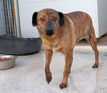 ZACCARIA, Hund, Mischlingshund in Italien - Bild 5