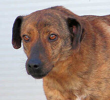 ZACCARIA, Hund, Mischlingshund in Italien - Bild 7