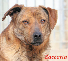 ZACCARIA, Hund, Mischlingshund in Italien - Bild 9