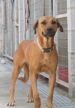 TILDA, Hund, Mischlingshund in Spanien - Bild 1