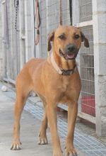 TILDA, Hund, Mischlingshund in Spanien - Bild 2