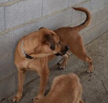 TILDA, Hund, Mischlingshund in Spanien - Bild 3