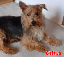 ULISSE, Hund, Terrier in Raguhn-Jeßnitz - Bild 10