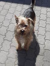 ULISSE, Hund, Terrier in Raguhn-Jeßnitz - Bild 9