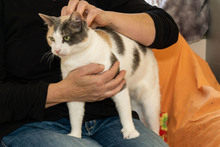 BELLA, Katze, Europäisch Kurzhaar in Bergisch Gladbach - Bild 1