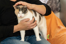 BELLA, Katze, Europäisch Kurzhaar in Bergisch Gladbach - Bild 4
