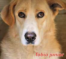 TOBIAJUNIOR, Hund, Maremmano in Italien - Bild 12