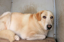 TOBIAJUNIOR, Hund, Maremmano in Italien - Bild 13