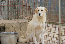 TOBIAJUNIOR, Hund, Maremmano in Italien - Bild 14