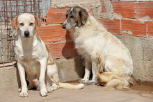TOBIAJUNIOR, Hund, Maremmano in Italien - Bild 18