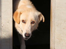 TOBIAJUNIOR, Hund, Maremmano in Italien - Bild 20
