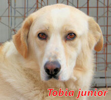 TOBIAJUNIOR, Hund, Maremmano in Italien - Bild 4