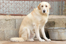 TOBIAJUNIOR, Hund, Maremmano in Italien - Bild 9