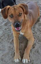 FEIVEL, Hund, Mischlingshund in Portugal - Bild 1