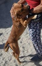 FEIVEL, Hund, Mischlingshund in Portugal - Bild 3