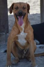 FEIVEL, Hund, Mischlingshund in Portugal - Bild 4