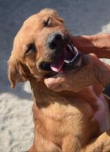 FEIVEL, Hund, Mischlingshund in Portugal - Bild 5