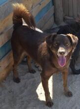 IAN, Hund, Mischlingshund in Portugal - Bild 1
