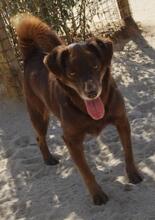 IAN, Hund, Mischlingshund in Portugal - Bild 3