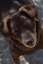 IAN, Hund, Mischlingshund in Portugal - Bild 5