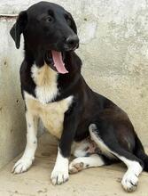 HELMUT, Hund, Mischlingshund in Portugal - Bild 1
