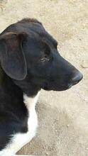 HELMUT, Hund, Mischlingshund in Portugal - Bild 2