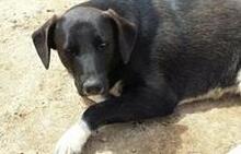 HELMUT, Hund, Mischlingshund in Portugal - Bild 4
