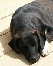 HELMUT, Hund, Mischlingshund in Portugal - Bild 5