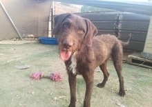 BRUNO, Hund, Mischlingshund in Spanien - Bild 2