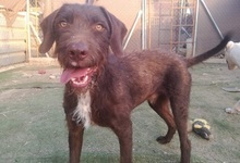 BRUNO, Hund, Mischlingshund in Spanien - Bild 3