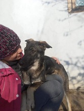 MARIE, Hund, Mischlingshund in Rumänien - Bild 1