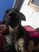 MARIE, Hund, Mischlingshund in Rumänien - Bild 2