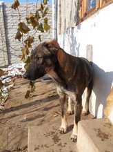 MARIE, Hund, Mischlingshund in Rumänien - Bild 3
