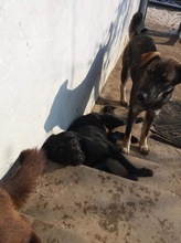 MARIE, Hund, Mischlingshund in Rumänien - Bild 4