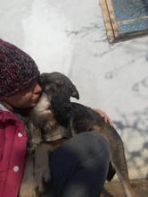 MARIE, Hund, Mischlingshund in Rumänien - Bild 5