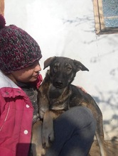 MARIE, Hund, Mischlingshund in Rumänien - Bild 6