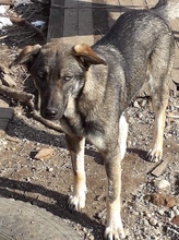 MARIE, Hund, Mischlingshund in Rumänien - Bild 7