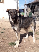 MARIE, Hund, Mischlingshund in Rumänien - Bild 8
