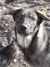 MARIE, Hund, Mischlingshund in Rumänien - Bild 9